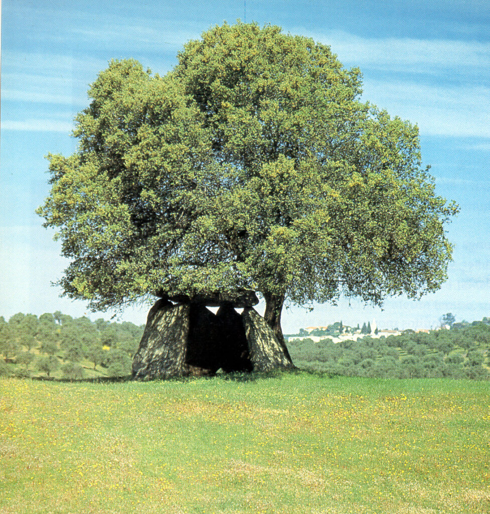 El Anta do Crato es una típica cámara alentejana muy bien conservada con cubierta, y situada en medio de una dehesa.