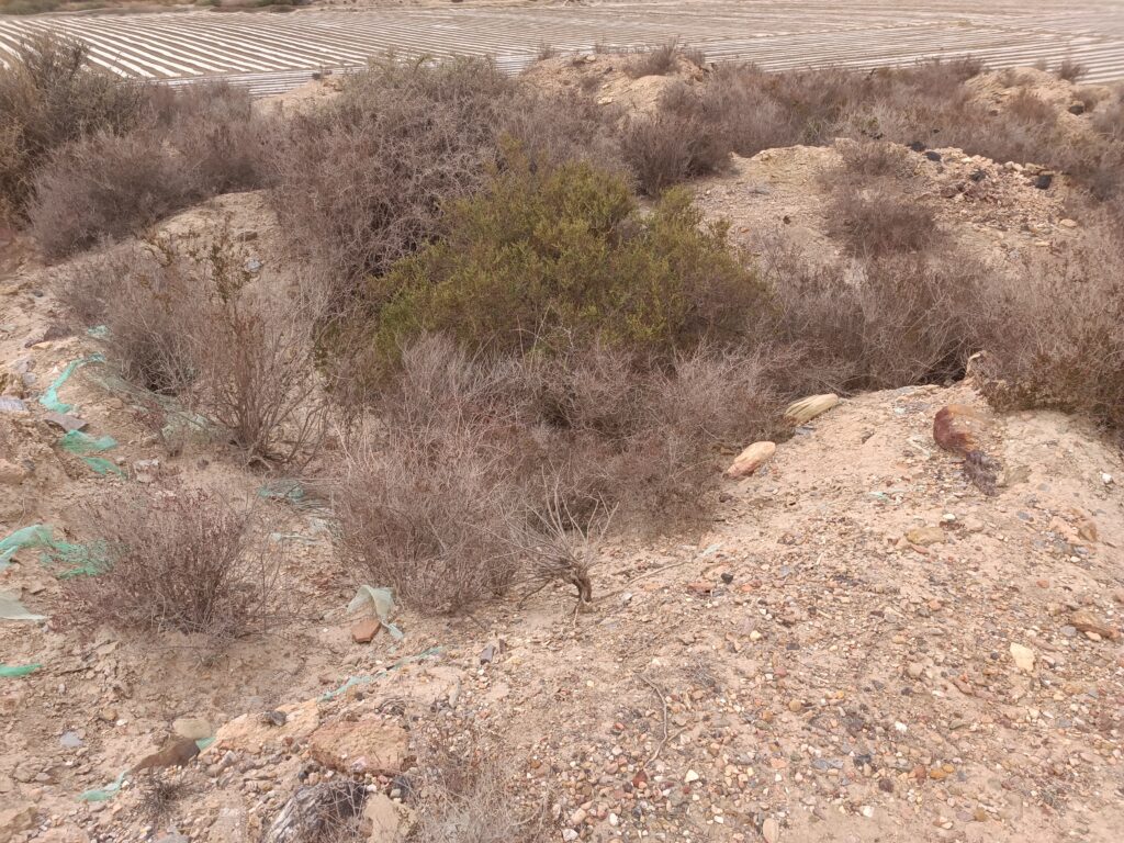 Menhir dos Almendres Almizaraque. Herrerías. Cuevas de Almanzora. Cerca de la casa de Luis Siret.