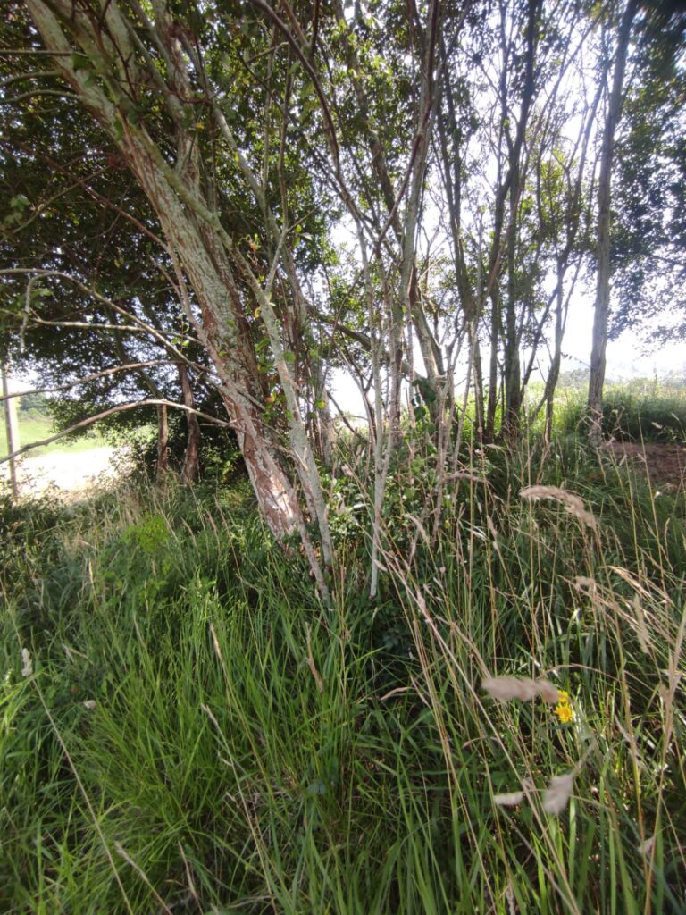 Túmulo del Dolmen del Cotero de la Mina en Las Brañas Hortigal San Vicente de la Barquera 